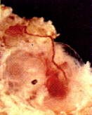 /album/pi%c4%99kno%20%c5%bcycia%20/a6-5-tygodnia-jpg/